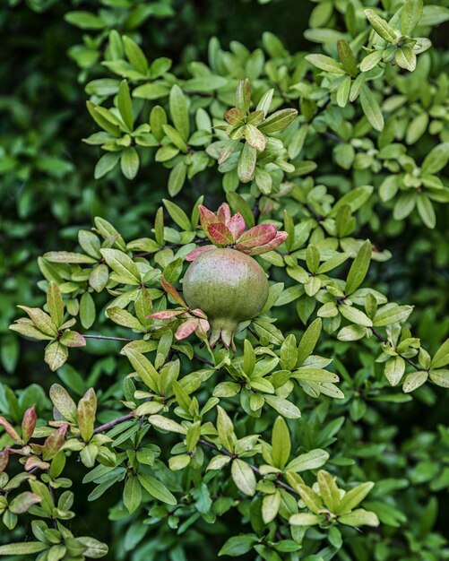 Close-up van bessen op de plant