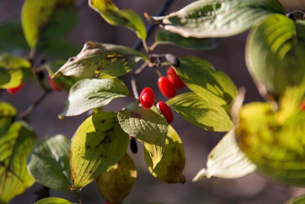 Foto close-up van bessen op een boom