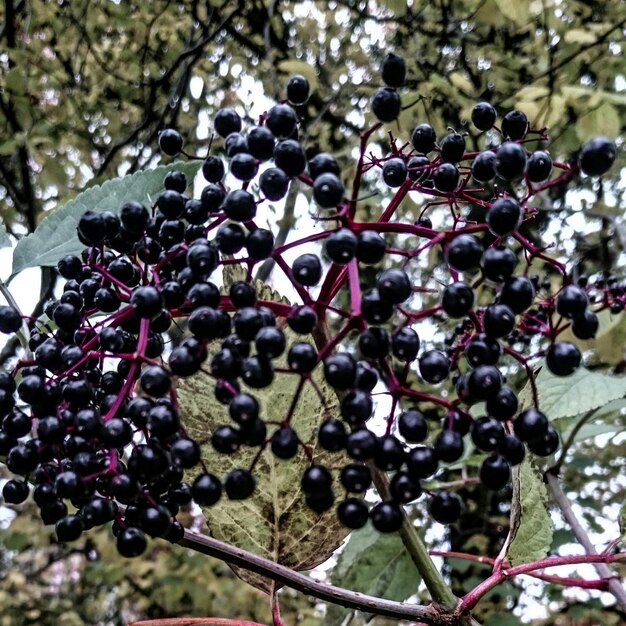 Foto close-up van bessen op een boom