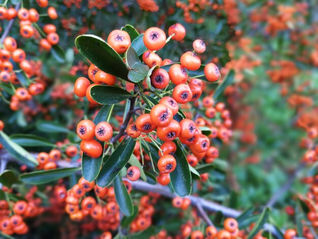 Foto close-up van bessen op een boom