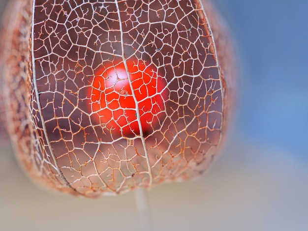 Close-up van bessen op glas