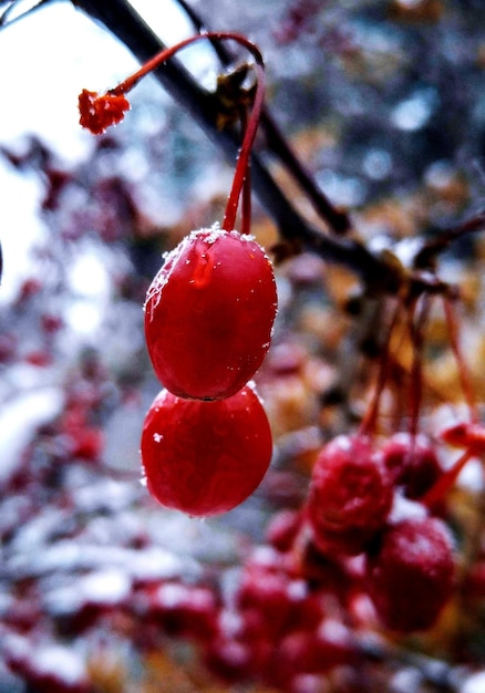 Foto close-up van bessen op takken in de winter