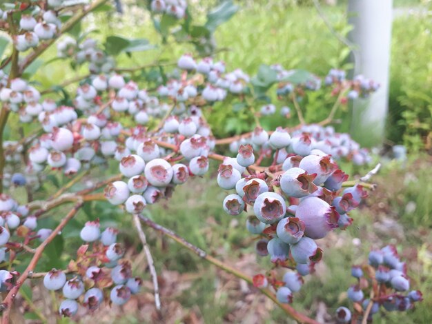 Foto close-up van bessen