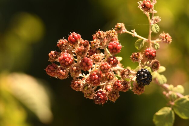 Foto close-up van bessen