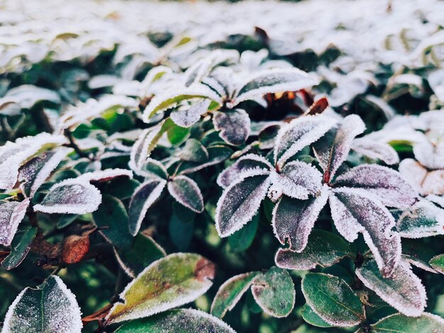 Foto close-up van bevroren bladeren tijdens de winter