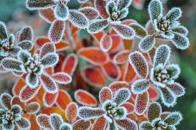 Foto close-up van bevroren bladeren