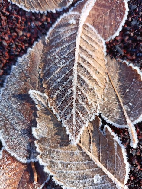 Close-up van bevroren bladeren