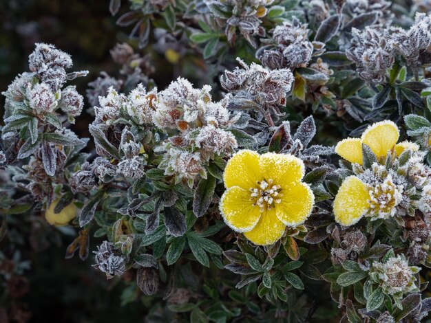 Close-up van bevroren gele bloem en bladeren omzoomd met ijskristallen in de tuin