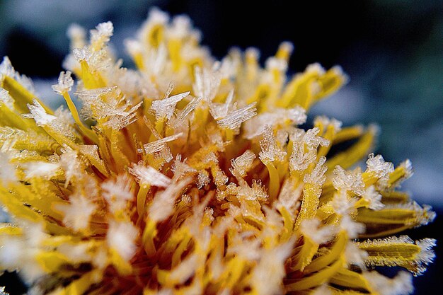 Foto close-up van bevroren goudsbloem