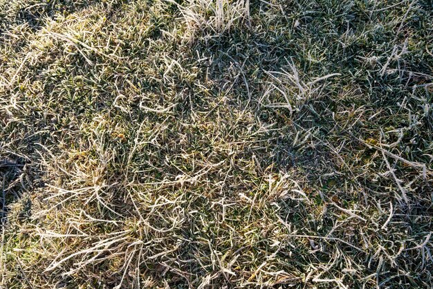 Foto close-up van bevroren grassprieten, bovenaanzicht