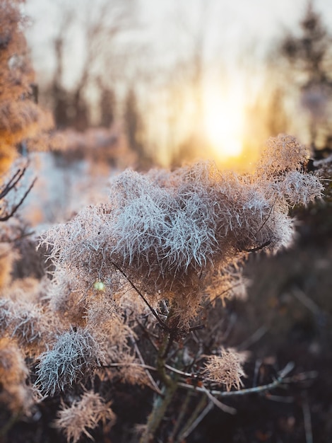 Foto close-up van bevroren planten in de winter