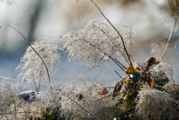 Close-up van bevroren planten op het land