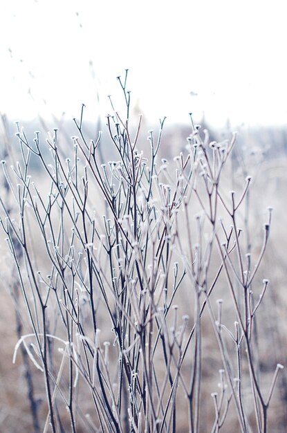 Foto close-up van bevroren planten op het veld tegen de lucht