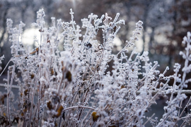 Foto close-up van bevroren planten tijdens de winter