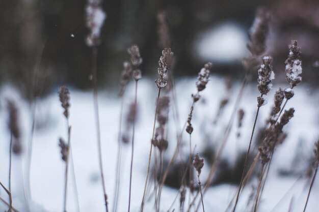 Foto close-up van bevroren planten tijdens de winter