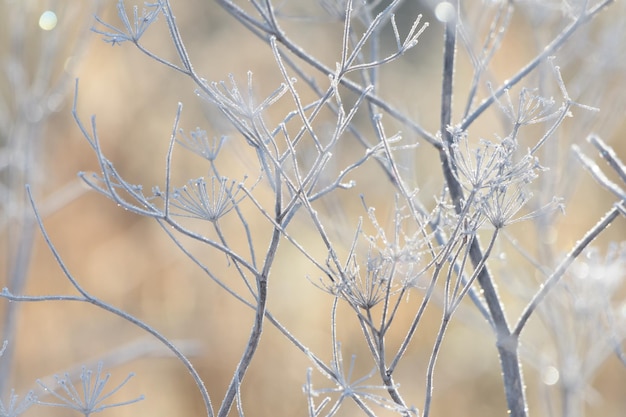 Foto close-up van bevroren planten