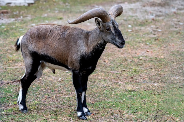 Close-up van Bharal, Himalaya blauw schaap of naur