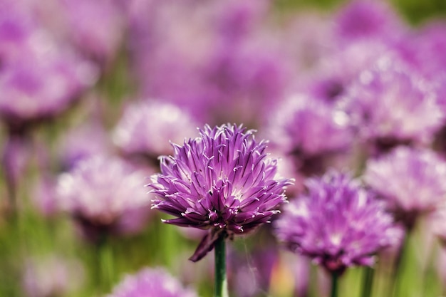 Close-up van bieslookbloemen, Allium schoenoprasum.