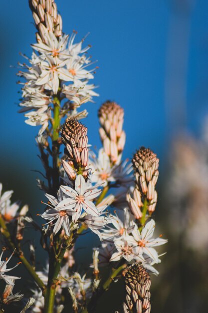 Close-up van bij op bloem