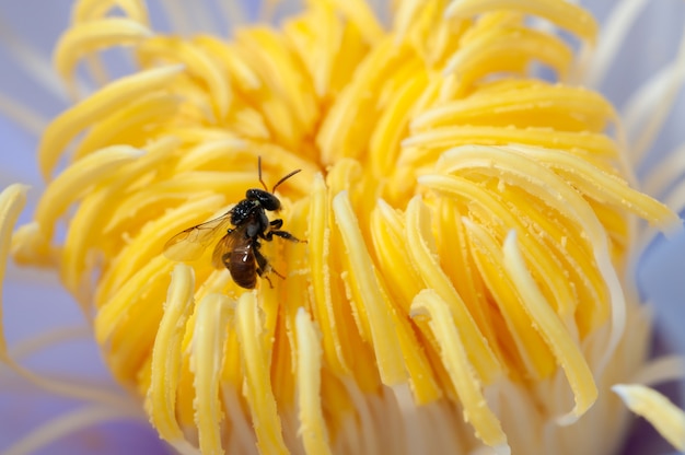 Close-up van bij op lotusbloemstuifmeel