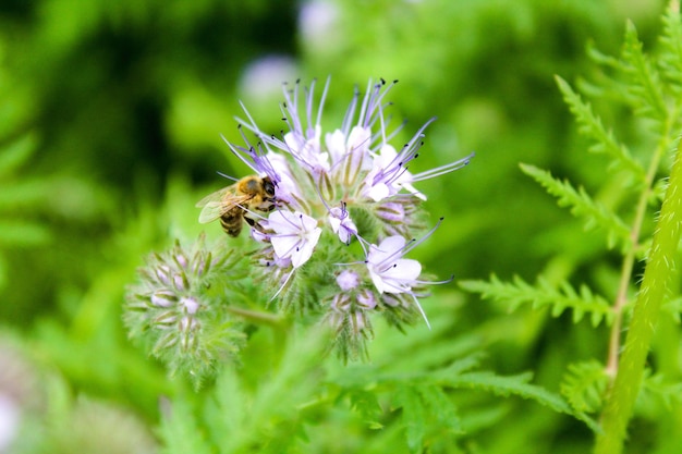 Close-up van bijen die op een bloem bestuiven