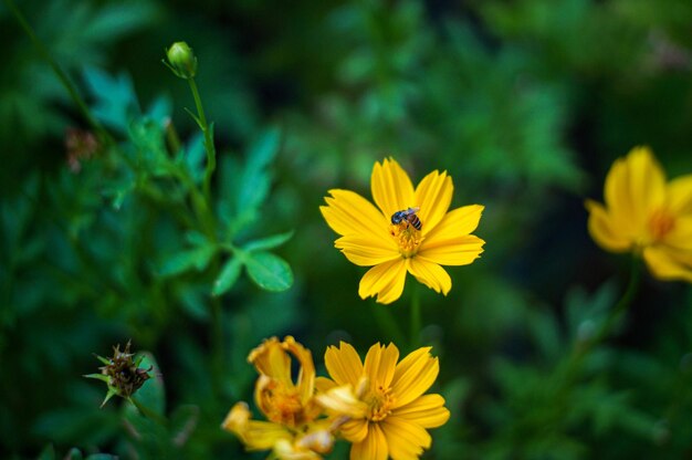 Close-up van bijen die op een gele bloem bestuiven