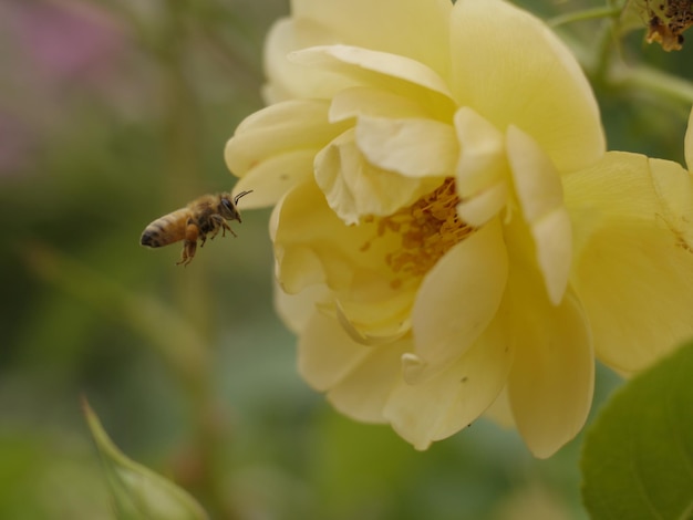 Close-up van bijen die op een gele bloem bestuiven