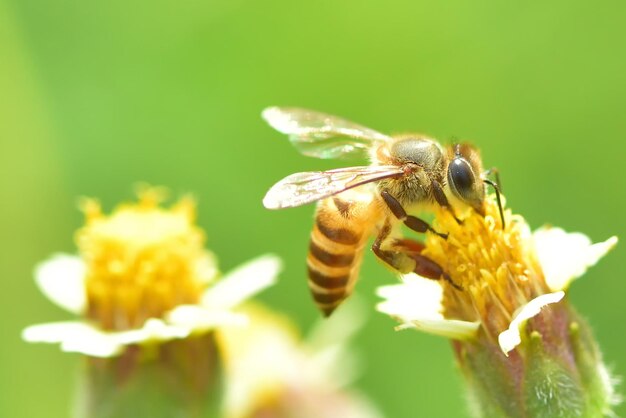 Foto close-up van bijen die op een gele bloem bestuiven