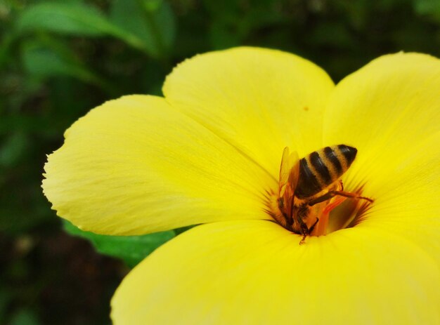 Close-up van bijen die op een gele bloem bestuiven