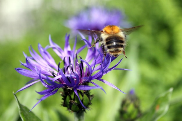 Close-up van bijen die op een paarse bloem bestuiven