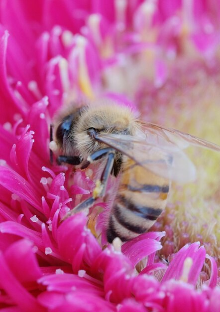 Foto close-up van bijen die op een roze bloem bestuiven