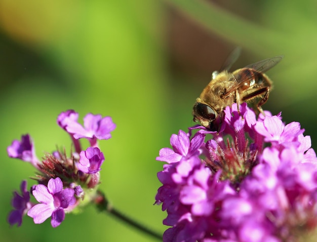 Close-up van bijen die roze bloemen bestuiven