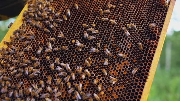 Close-up van bijen in honing houten kozijnen in bijenstal
