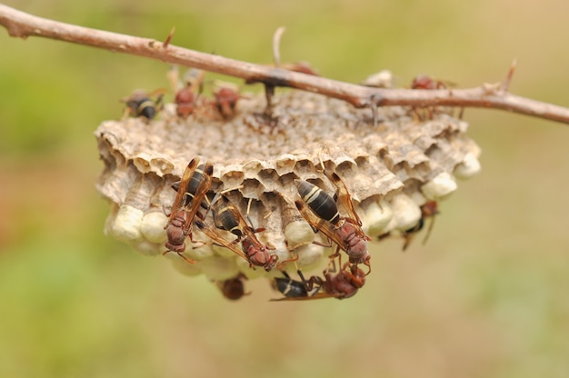 Foto close-up van bijen op de honingraat