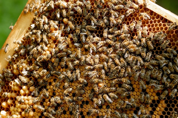 Close-up van bijen op honingraat in de bijenteelt