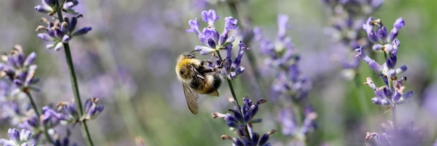 Close-up van bijen op lavendelvelden of lavendelbloesems van lavandula angustifolia in pastel