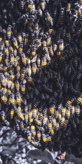 Foto close-up van bijen