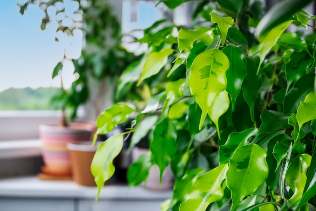 Close-up van binnenhuis sierplant ficus benjamin gouden monique