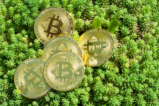 Close-up van bitcoins op planten