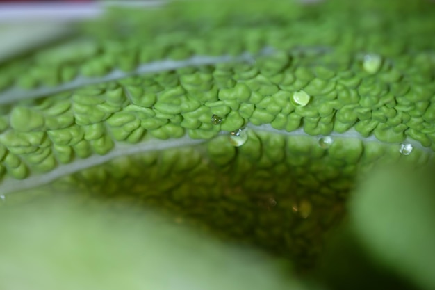 Foto close-up van bittere pompoen