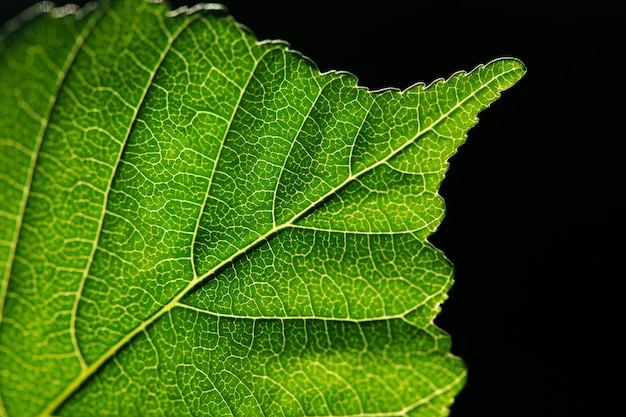 Close up van blad met zwarte achtergrond