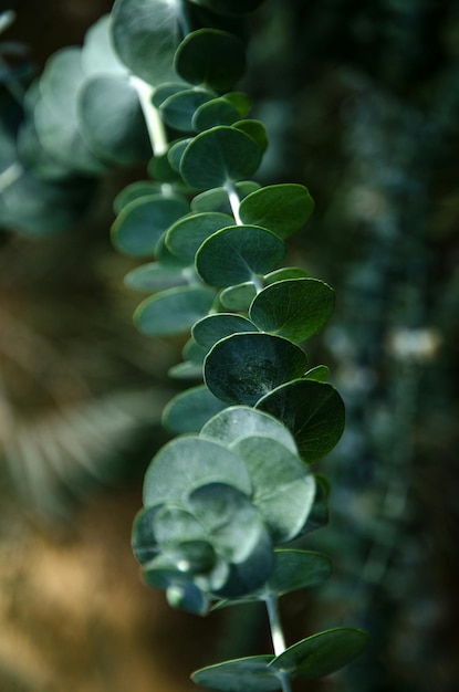 Foto close-up van bladeren die buiten groeien