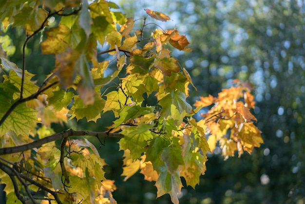 Close-up van bladeren in de herfst