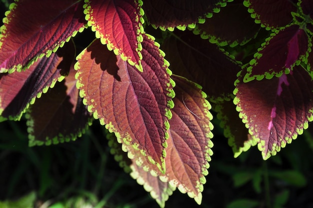 Foto close-up van bladeren in de herfst