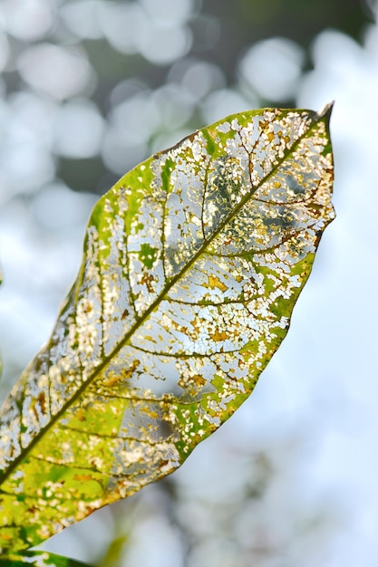 Foto close-up van bladeren in de herfst