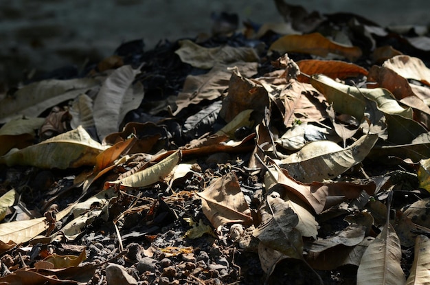 Foto close-up van bladeren in de herfst