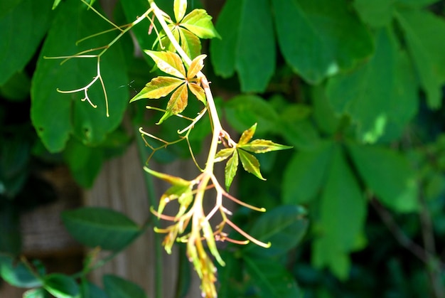 Foto close-up van bladeren op de plant