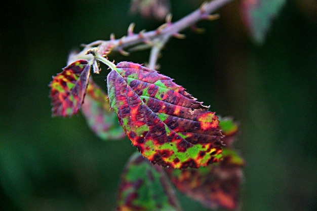 Foto close-up van bladeren op een boom
