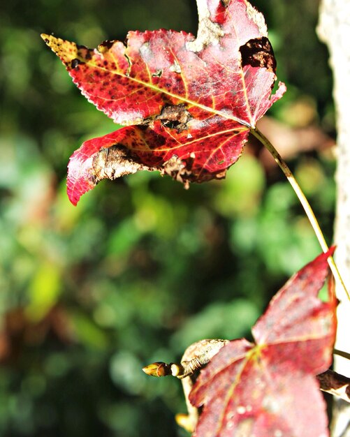 Foto close-up van bladeren op tak