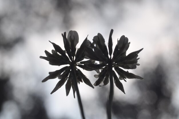 Foto close-up van bladeren op tak